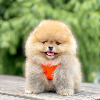 Pomeranian